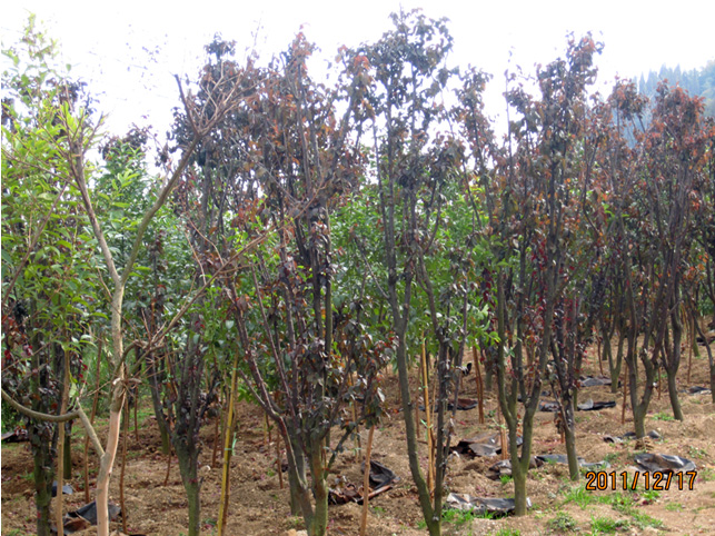 昆明高?；兀ㄈ?高海苗圃