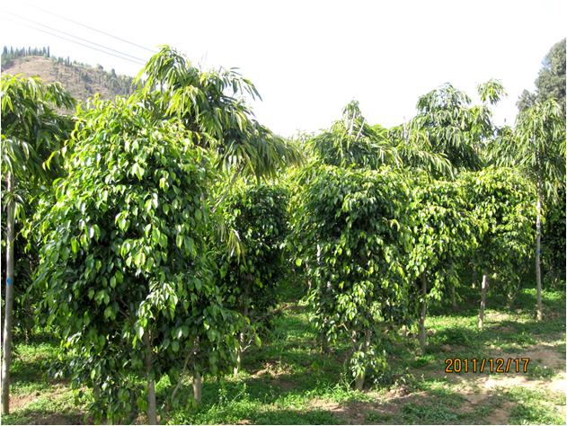 昆明高?；兀ㄒ唬?高海苗圃