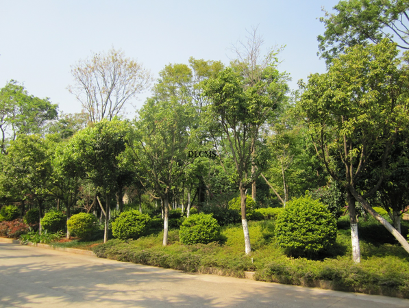 一污廠(chǎng)景觀(guān)施工實(shí)景-景觀(guān)施工